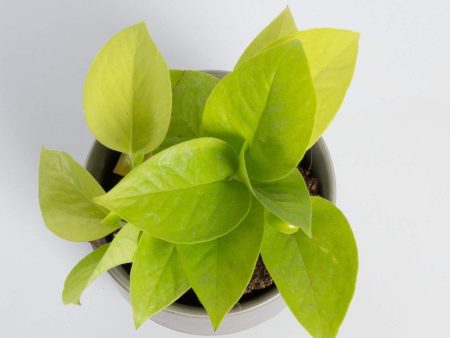 Pothos  Neon  4  Cheap