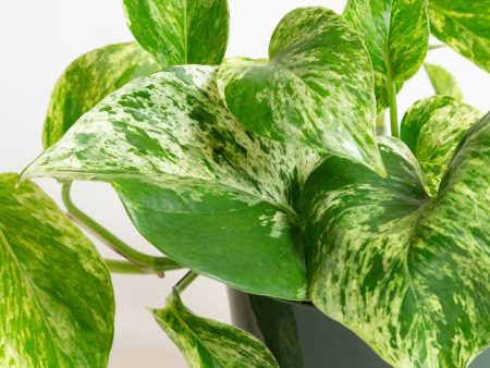 Pothos  Marble Queen  4  Online Sale