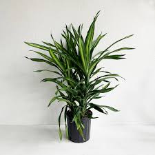 Dragon Tree  Rikki  Floor Plant Hot on Sale