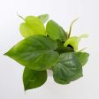 Pothos  Heart Leaf  4  For Sale