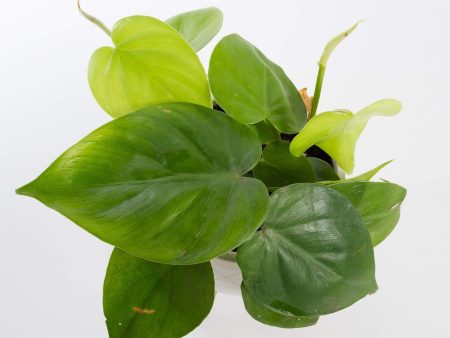 Pothos  Heart Leaf  4  For Sale