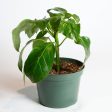 Umbrella Plant  Alpina  6  Online Hot Sale