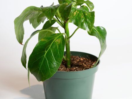 Umbrella Plant  Alpina  6  Online Hot Sale