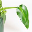 Philodendron Rygosum 6  Online