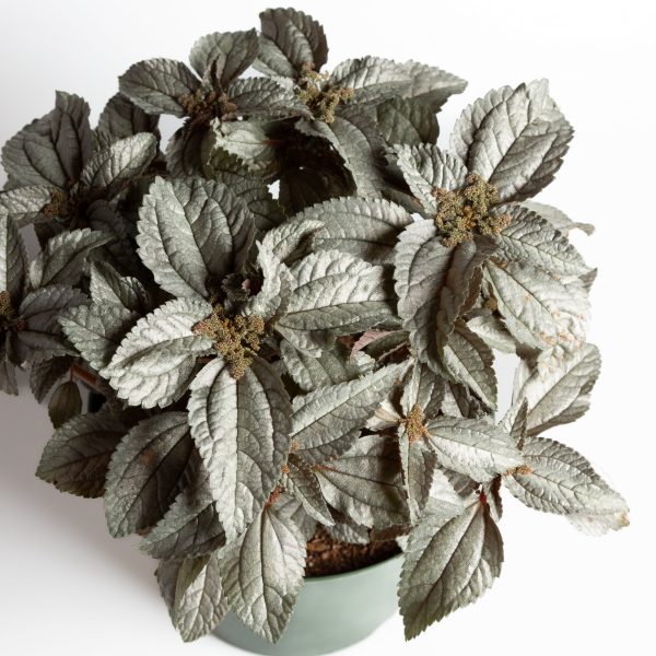 Pilea  Silver Cloud  8  Online