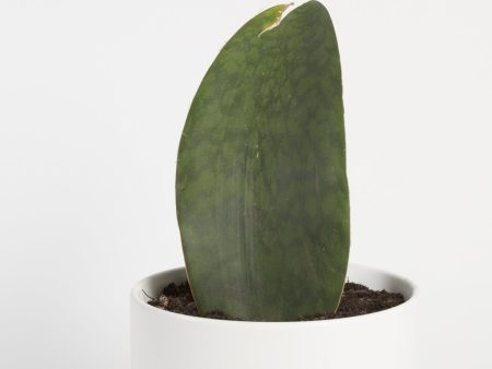 Snake Plant  Whale Fin  6  Online Hot Sale