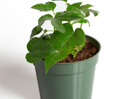 Aralia  Japanese  4  Hot on Sale