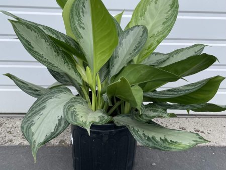 Chinese Evergreen  Silver Bay  Floor Plant Discount