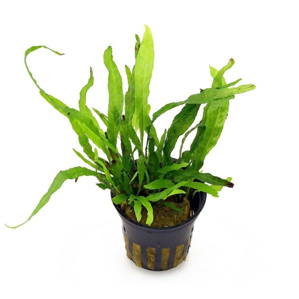 Aquatic  Java Fern  Short Sale