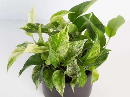 Pothos  Marble Queen  8  Online Sale