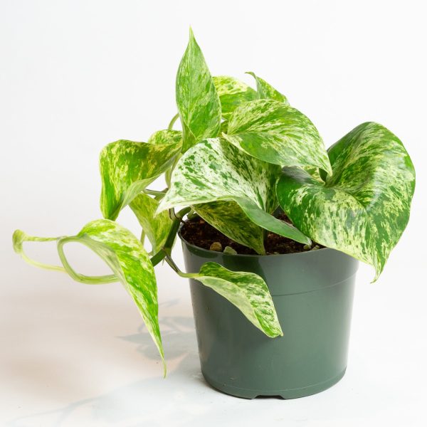 Pothos  Marble Queen  4  Online Sale