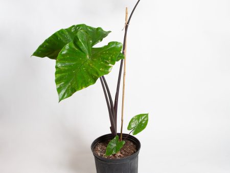 Elephant Ear  Dark Star  Floor Plant Sale