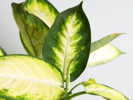 Dieffenbachia  Tropic Marianne  8  Cheap