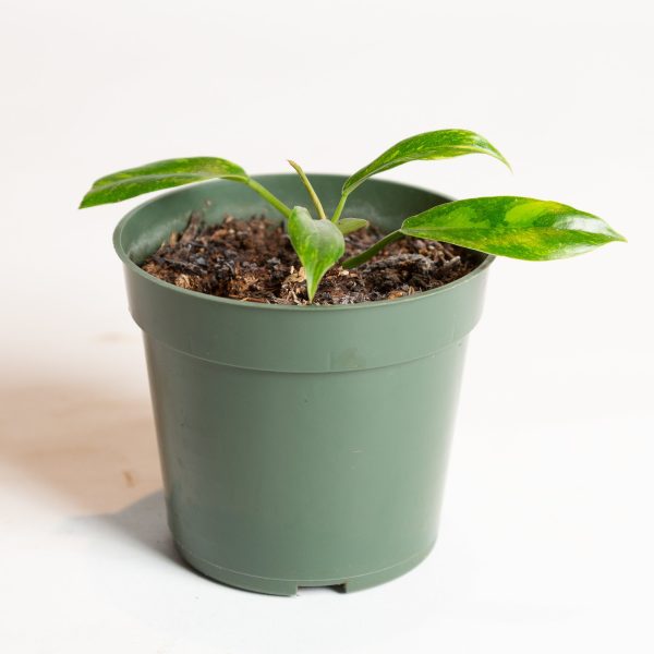 Philodendron  Ring of Fire  4  Supply