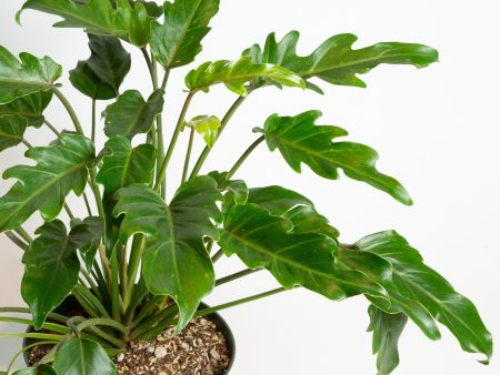 Philodendron  Little Hope  Floor Plant 10  Hot on Sale