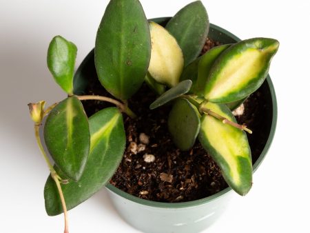 Hoya  Burtoniae  4  Discount