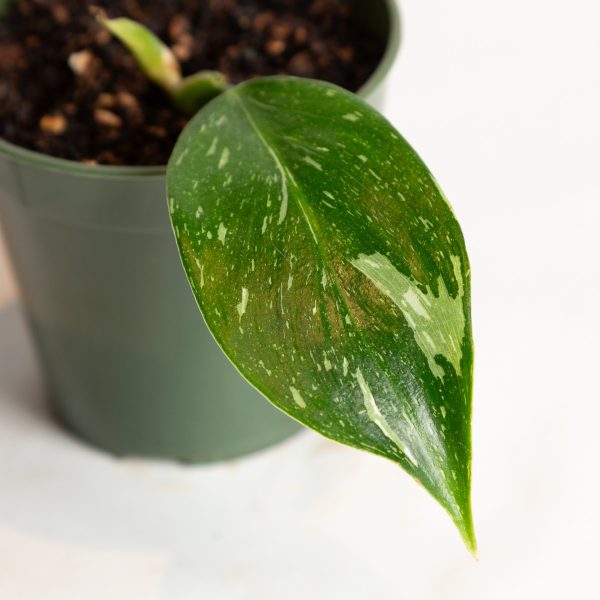 Philodendron  White Wizard  4  For Discount