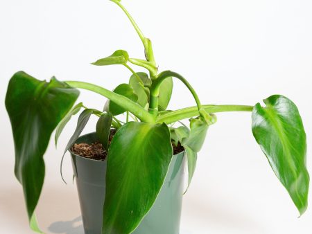 Philodendron Rygosum 6  Online