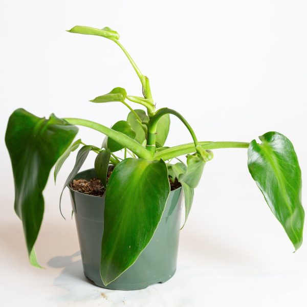 Philodendron Rygosum 6  Online