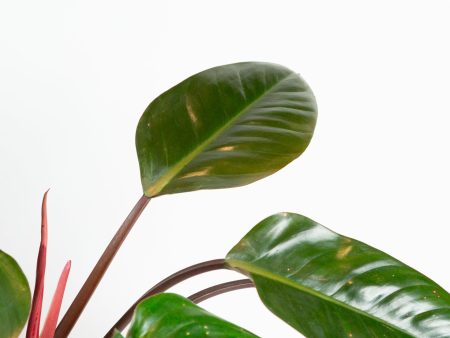 Philodendron  Red Congo  8  Online now