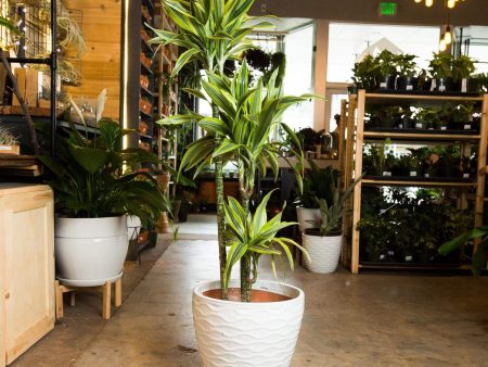 Dragon Tree  Lemon Lime  Floor Plant 10  Online Sale