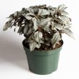 Pilea  Silver Cloud  8  Online