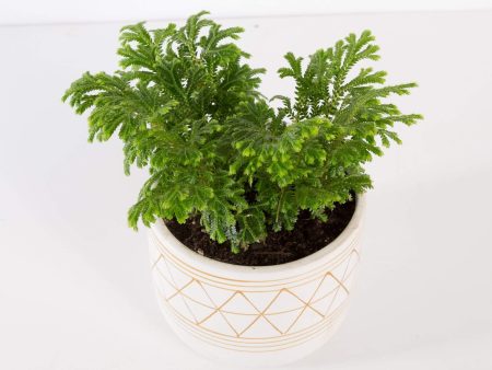 Club Moss  Frosty Fern  4  Online Sale