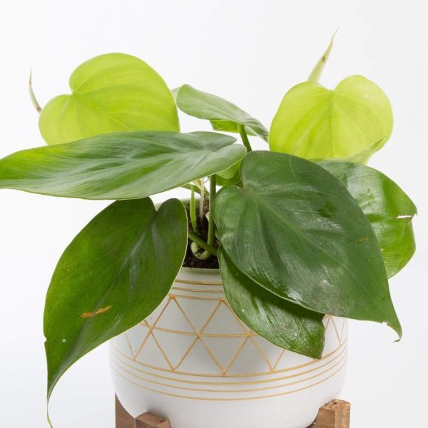 Pothos  Heart Leaf  4  For Sale