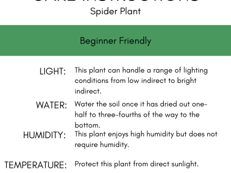 Spider Plant  Fireflash  4  Supply