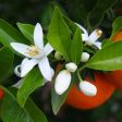 Acqua di Bellezza d Aleppo ai Fiori di Arancio - Tadé For Discount