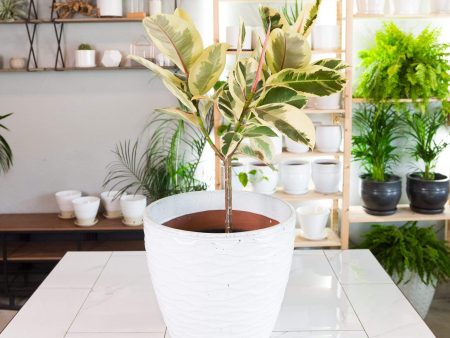 Rubber Tree  Tineke  Floor Plant 10  Fashion