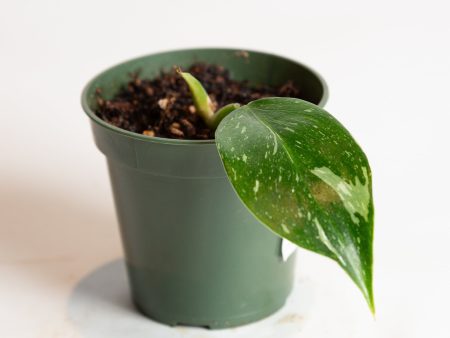 Philodendron  White Wizard  4  For Discount