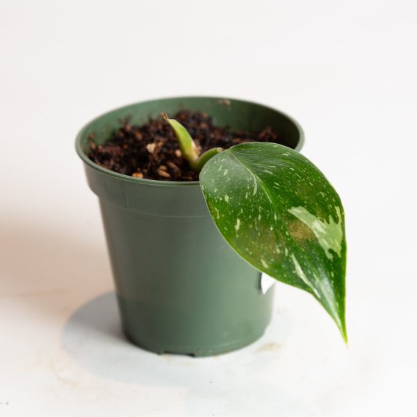 Philodendron  White Wizard  4  For Discount