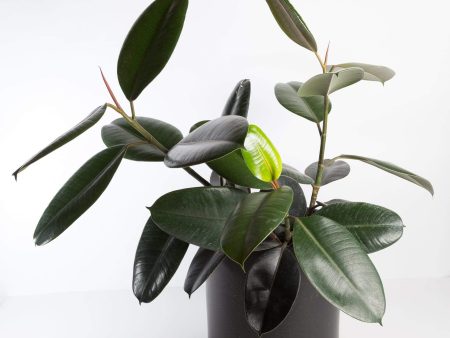 Rubber Tree  Burgundy  Floor Plant 12  Online Hot Sale