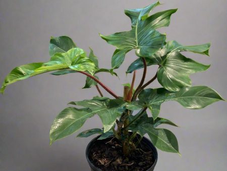 Philodendron  Squamiferum  10  Online