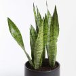 Snake Plant  Black Coral  8  Online now