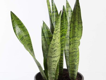 Snake Plant  Black Coral  8  Online now