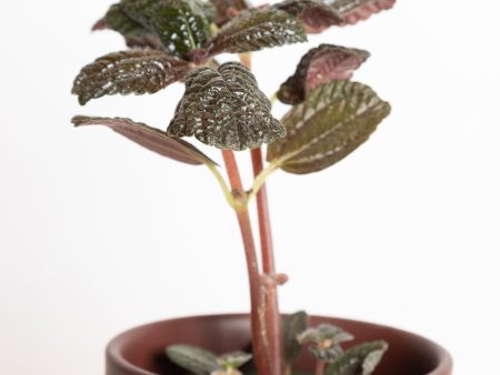 Pilea  Chocolate Leaf  4  Supply