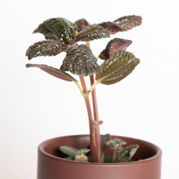 Pilea  Chocolate Leaf  4  Supply