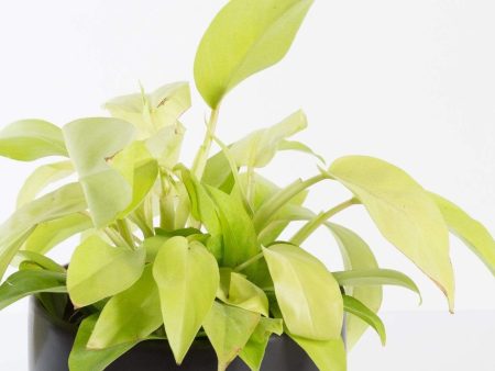 Philodendron  Lemon Lime  6  Discount