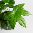 Aralia  Japanese  6  Online Hot Sale