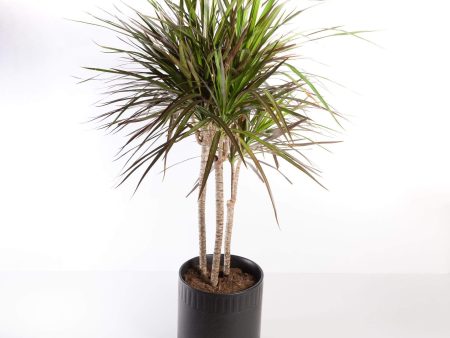 Dragon Tree  Madagascar  Floor Plant Online