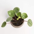 Peperomia  Watermelon  6  on Sale