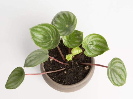 Peperomia  Watermelon  6  on Sale