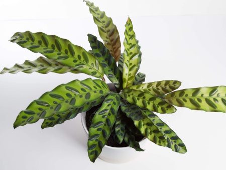 Calathea  Rattlesnake  6  Online Hot Sale