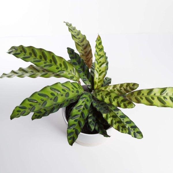 Calathea  Rattlesnake  6  Online Hot Sale