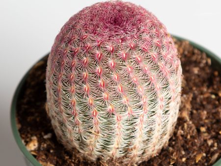 Cactus  Rainbow Hedgehog  4  For Cheap