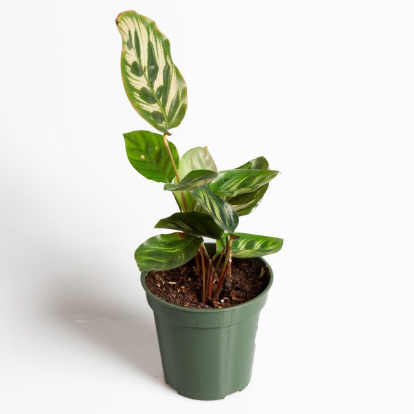 Calathea  Peacock  4  Supply