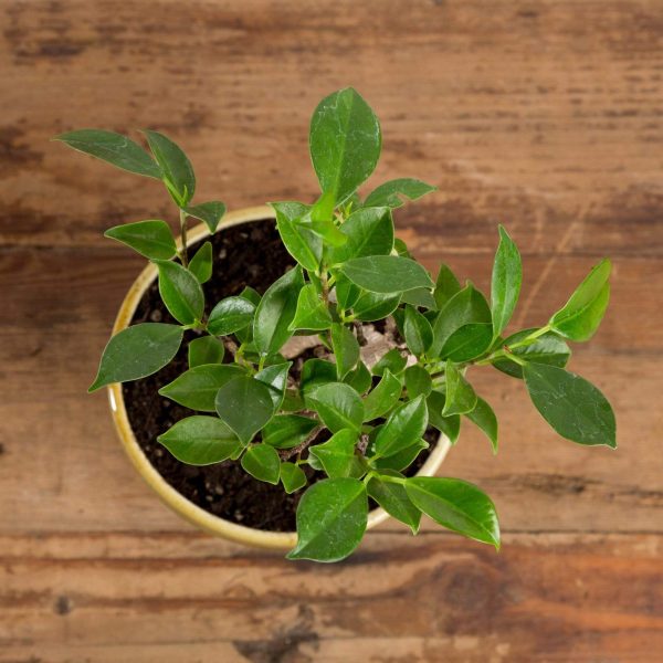 Bonsai  Fig - Retusa  4  (7-10 years old) For Discount