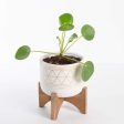 Pilea  Money Plant  4  Online Sale